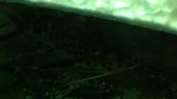 Besatz im Aquarium Malawi Tank