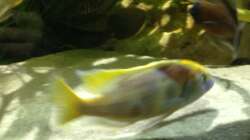 Besatz im Aquarium Malawi Tank