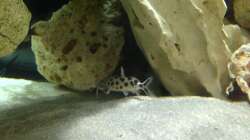 Besatz im Aquarium Malawi Tank