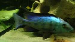 Besatz im Aquarium Malawi Tank