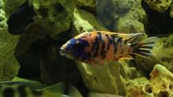 Besatz im Aquarium Malawi Tank