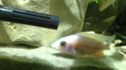 Besatz im Aquarium Malawi Tank