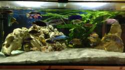 Aquarium Malawi Tank