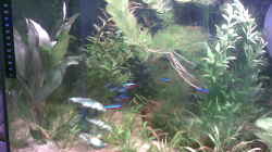 Pflanzen im Aquarium Becken 6091