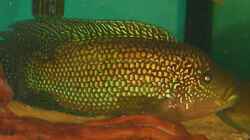 Achtbindenbuntbarsch-Männchen ca. 23,5 cm
