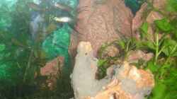2 balzende Filigran-Regenbogenfisch-Männchen