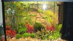 Pflanzen im Aquarium Becken 6146