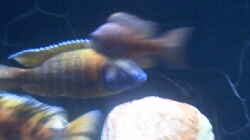 Besatz im Aquarium Becken 615