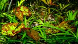 Kleinblütige Seerose/Tigerlotus (Nymphaea micrantha)