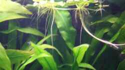  Kleiner  Froschbiss (Limnobium laevigatum) & Amazonas Schwertpflanzen (Echinodrus