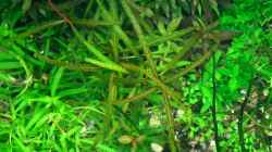 Weidenblättriger Wasserfreund (Hygrophila salicifolia sp. Tiger)
