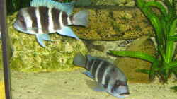 Im Hintergrund ein Julidochromis marlieri `Katoto` 