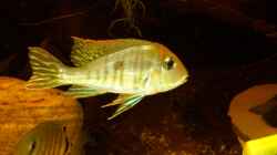 Geophagus sp. tapajos `red head`