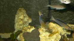 Cyprichromis Leptosoma (jumbo Yellowhead)