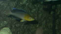 Cyprichromis Leptosoma (jumbo Yellowhead)