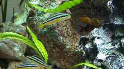 Melanochromis auratus Jugend