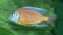 Copaidichromis borleyi `Kadango Red Fin` Männchen