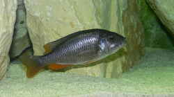 Copaidichromis borleyi `Kadango Red Fin` Weibchen