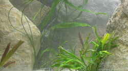 Pflanzen im Aquarium Becken 6243