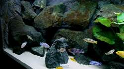 Dekoration im Aquarium Bilskirnir