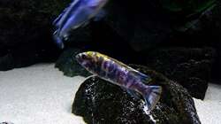 Besatz im Aquarium Bilskirnir