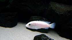 Besatz im Aquarium Bilskirnir