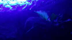 Pflanzen im Aquarium Bilskirnir