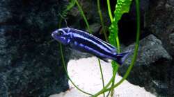 Besatz im Aquarium Bilskirnir