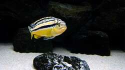 Besatz im Aquarium Bilskirnir