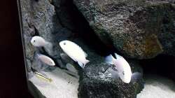 Besatz im Aquarium Bilskirnir