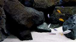 Dekoration im Aquarium Bilskirnir