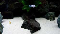 Dekoration im Aquarium Bilskirnir