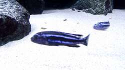 Besatz im Aquarium Bilskirnir