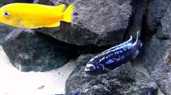 Besatz im Aquarium Bilskirnir