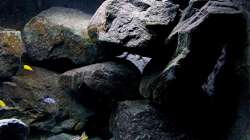 Dekoration im Aquarium Bilskirnir