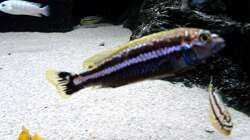 Besatz im Aquarium Bilskirnir