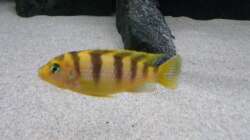 Besatz im Aquarium Bilskirnir