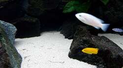 Besatz im Aquarium Bilskirnir