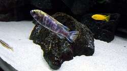 Besatz im Aquarium Bilskirnir