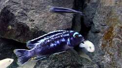 Besatz im Aquarium Bilskirnir