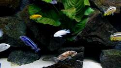 Pflanzen im Aquarium Bilskirnir