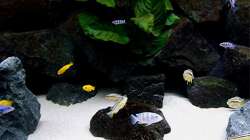 Dekoration im Aquarium Bilskirnir