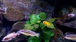 Dekoration im Aquarium Bilskirnir