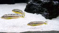 Besatz im Aquarium Bilskirnir