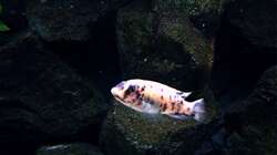 Besatz im Aquarium Bilskirnir