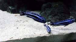 Besatz im Aquarium Bilskirnir