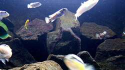 Pflanzen im Aquarium Bilskirnir