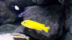 Besatz im Aquarium Bilskirnir