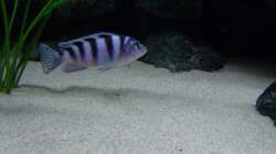 Besatz im Aquarium Bilskirnir