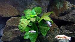 Pflanzen im Aquarium Bilskirnir